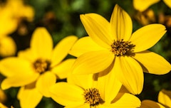 yellow bidens tickseed perennial