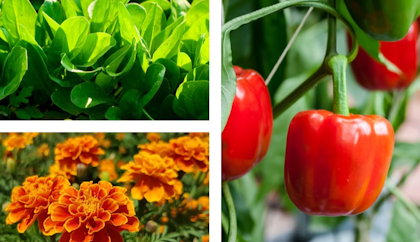 marigolds, spinach and peppers