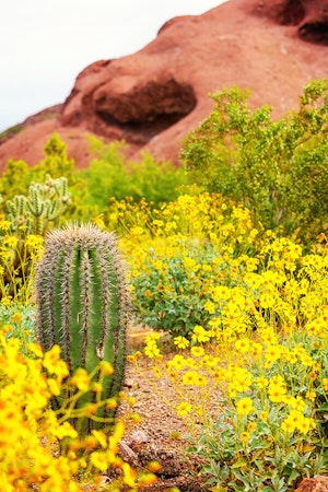 Arizona Landscape