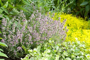 Herbs in Garden
