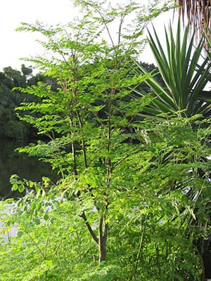 The Amazing Moringa Tree