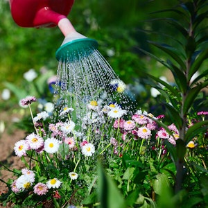 Water Your Garden