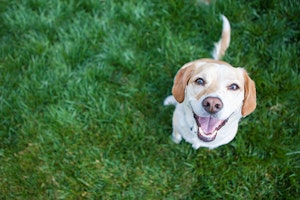labrador retriever dog looking up sitting on grass