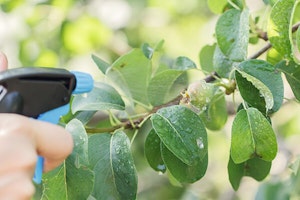 Feed Your Citrus Garden