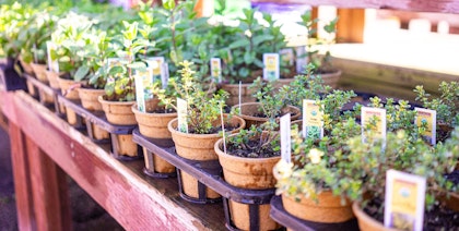 fresh assorted herbs in trays on tables at garden center
