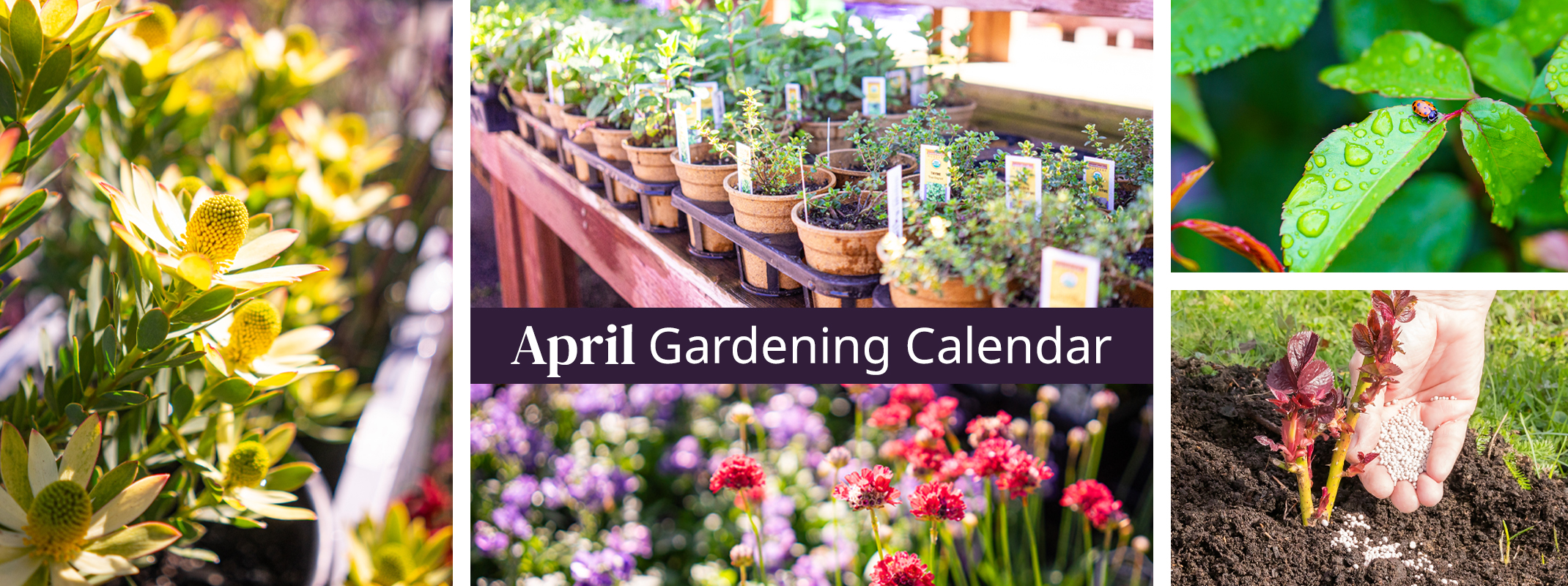 april gardening calendar protea shrub, herbs, perennials, ladybug on healthy leaf and fertiliing shrub