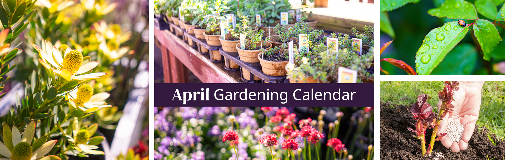 april gardening calendar protea shrub, herbs, perennials, ladybug on healthy leaf and fertiliing shrub