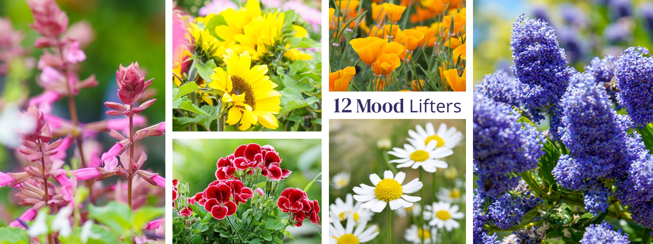 12 mood lifter plants, salvia, sunflowers, geraniums, california poppies, ceanothus and chamomile