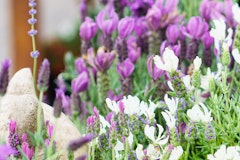 lavender assorted varieties