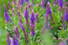 sage salvia officinalis