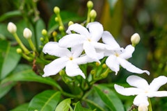 star jasmine