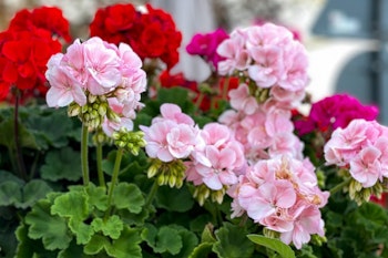 geraniums assorted colors