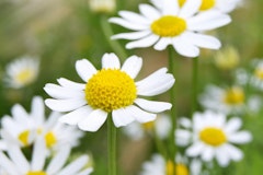 chamomile plant