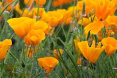 california poppies