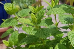 bee balm