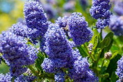 ceanothus wild lilac california native