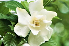 gardenia