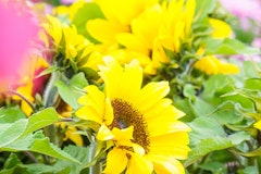 sunflowers