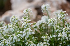 sweet alyssum