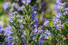 blooming rosemary