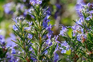 blooming rosemary