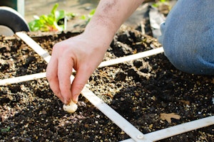 Square Foot Gardening Closeup