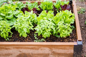 Close up lettuce square foot gardening