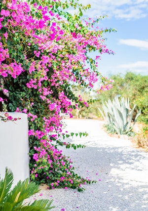 Bougainvillea