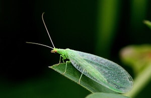 Green Lacewings