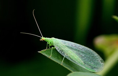 Green lacewings.