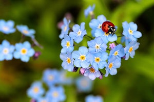 Ladybugs