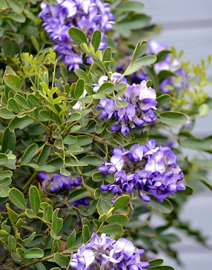 Texas Mountain Laurel