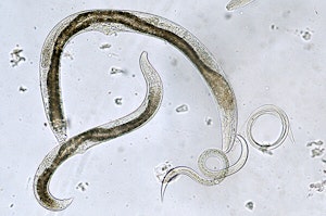 Nematodes