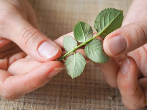 Spider Mites