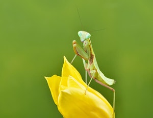 Praying Mantis