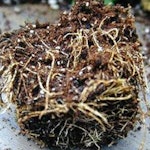 Healthy Root Ball