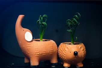 2 frizzle sizzle plants in animal terracotta pots - one an elephant and the other a ground hog against a dark navy background