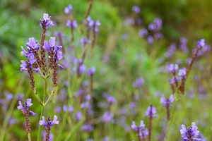 Fern-Leaf Lavender growing in the garden.