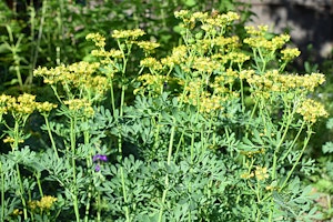 Common rue growing in the garden.