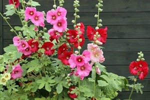 Pink and red hollyhock blooms.