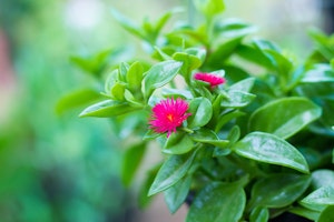 Pink heartleaf iceplant in bloom.