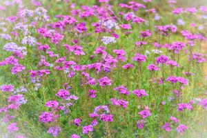 Pink South American Mock Vervain flowers.