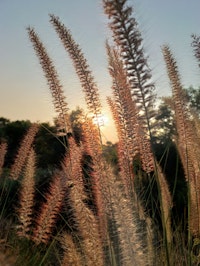 Karley Rose Fountain Grass growing outside.