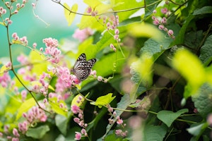 Butterfly a top pink coral vine blooms.