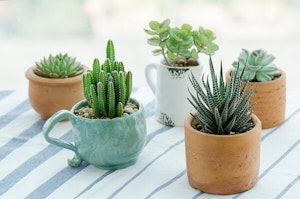 Choose the right container for your succulent