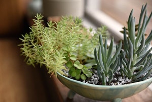 Succulents Indoors