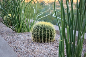 Golden Barrel Cactus