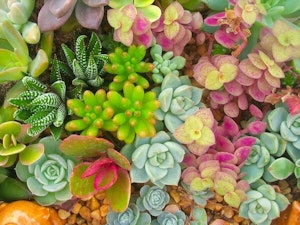 Colorful Succulents