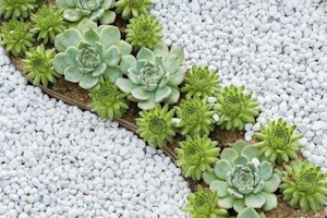 Outdoor succulents need care in Arizona’s heat