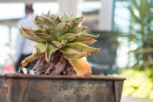 Succulent with shriveled leaves